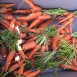 Haliburton Carrots July 2011