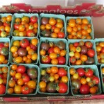 Cherry Tomatoes 