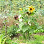 Farmer Mike Working August 2011
