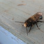 Mason bee (male)