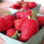 Haliburton farm strawberries