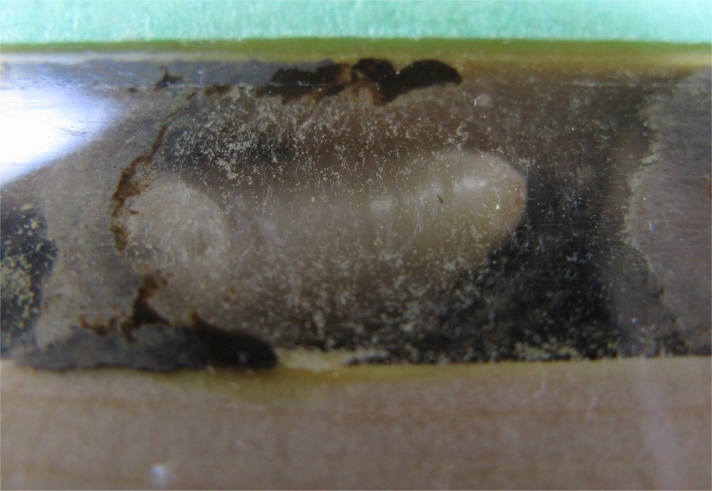 Bee Cocoon