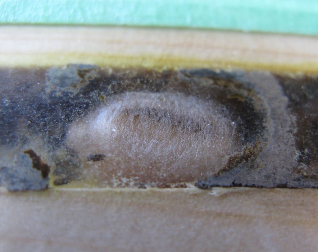 Mason bee cocoon
