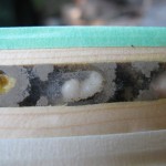 Mason bee egg & larvae