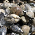 Clams from Spinnakers