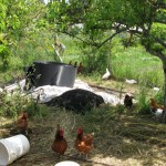 Haliburton Farm Chickens