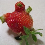 June Strawberry