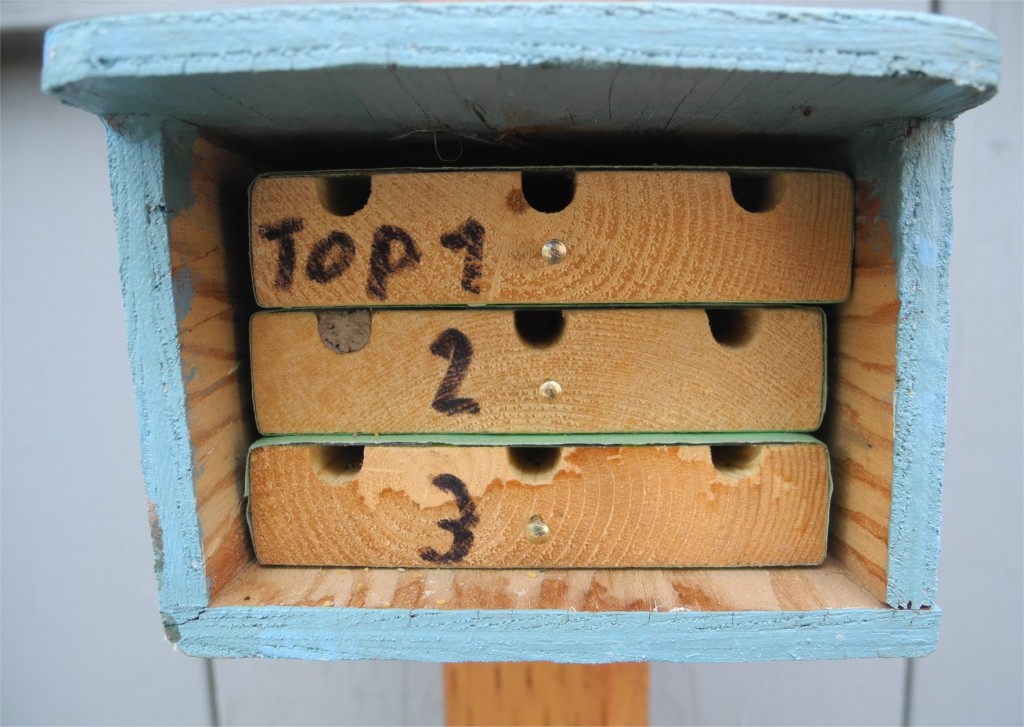 Hutchings mason bee condo
