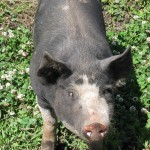 Berkshire Pig