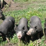 Berkshire pigs