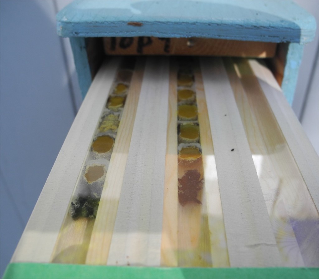 Bee condo viewing panes