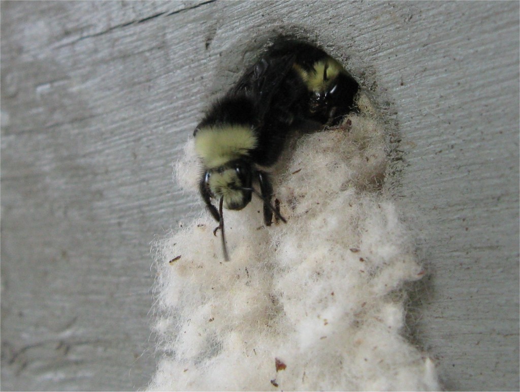 Bombus vosnesenskii