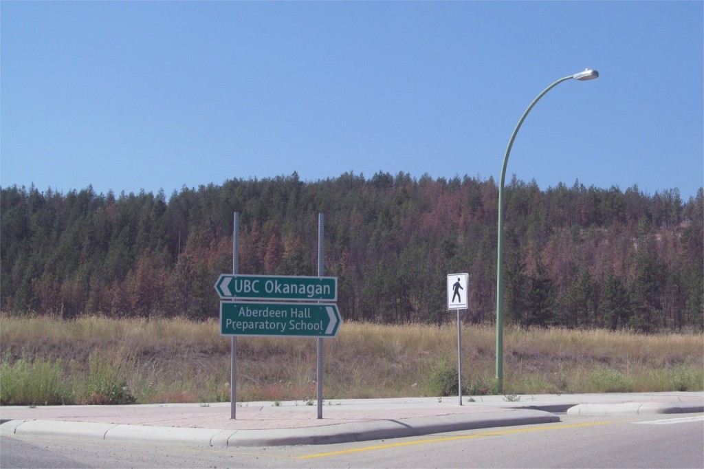 Dying trees in Kelowna