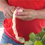 Peeling Watermelon Radish, Comox Valley Farmers Market