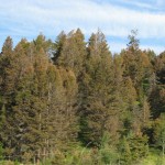 Forest near Merritt