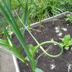 Garlic Scape June 2011