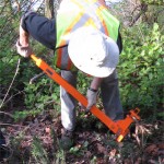 Pulling gorse root