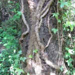 Ivy roots
