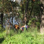 Gorge Park cleanup - gorse
