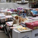 ParmaDogMarket