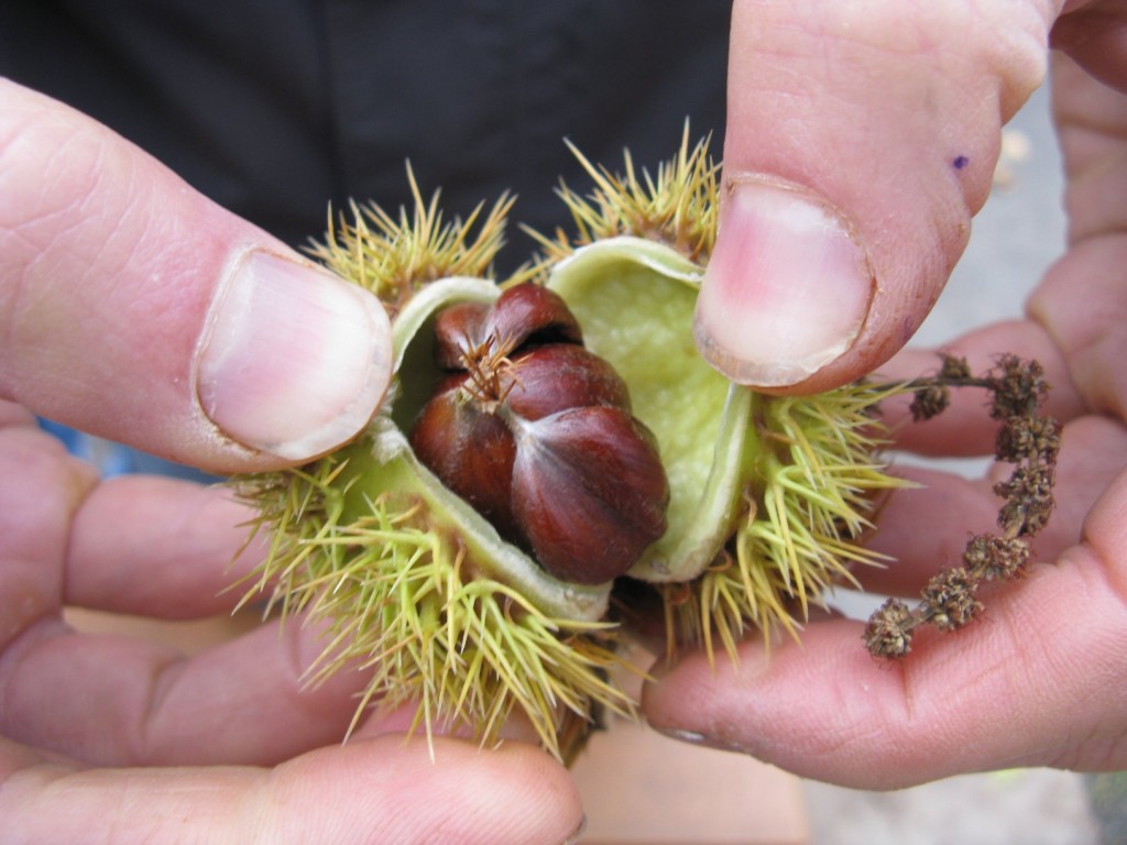 chestnuts in spanish