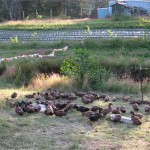 Sweet Earth Farms ducks