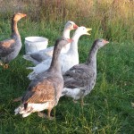 Sweet Earth Farms Pilgrim Geese