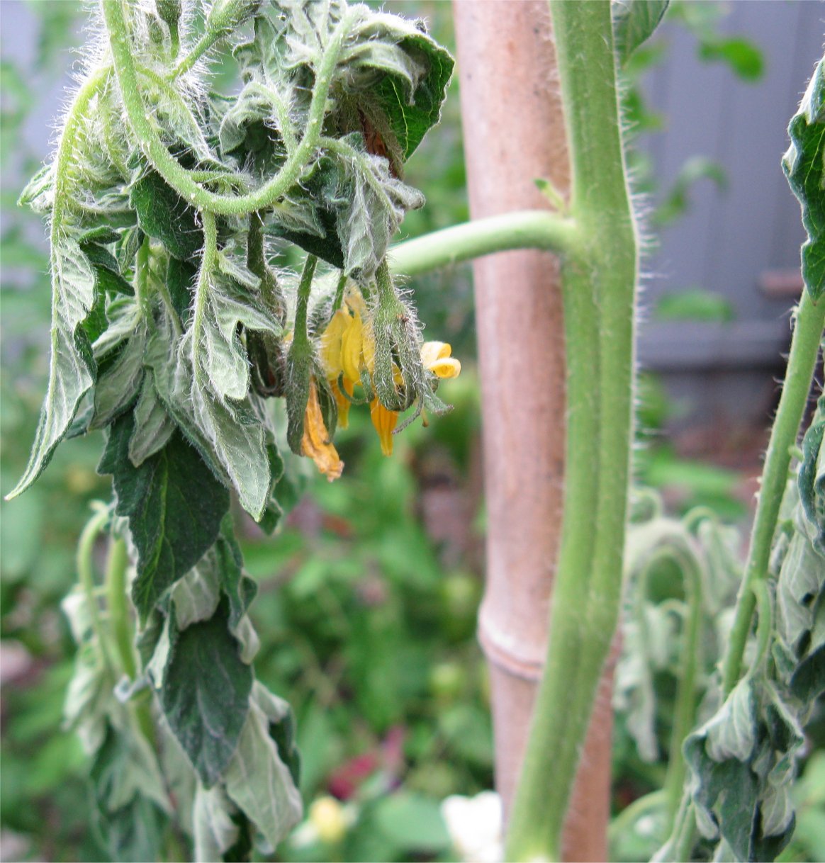 Tomato plant leaves drooping Idea