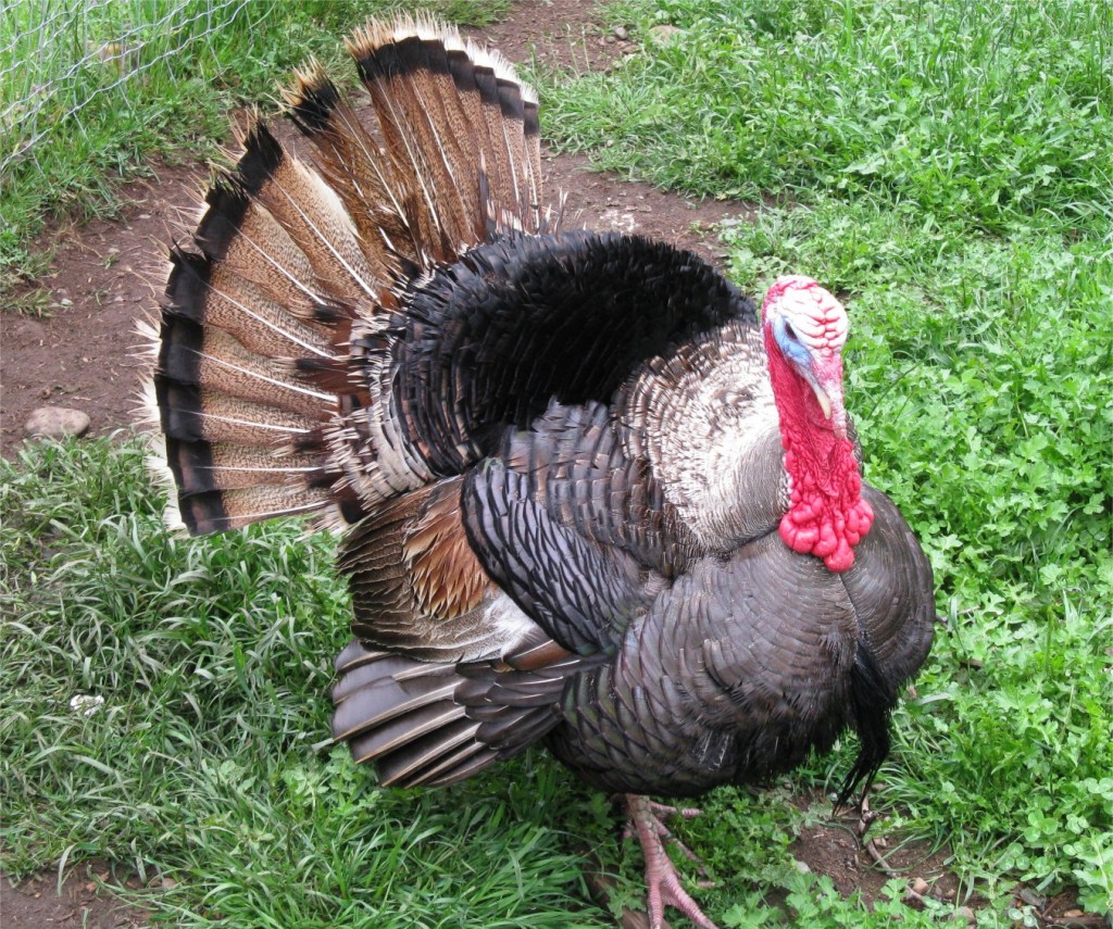 Turkey