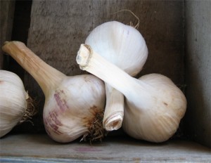 garlic