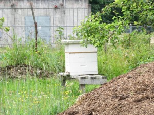 2011 Haliburton Bees Orchard July20