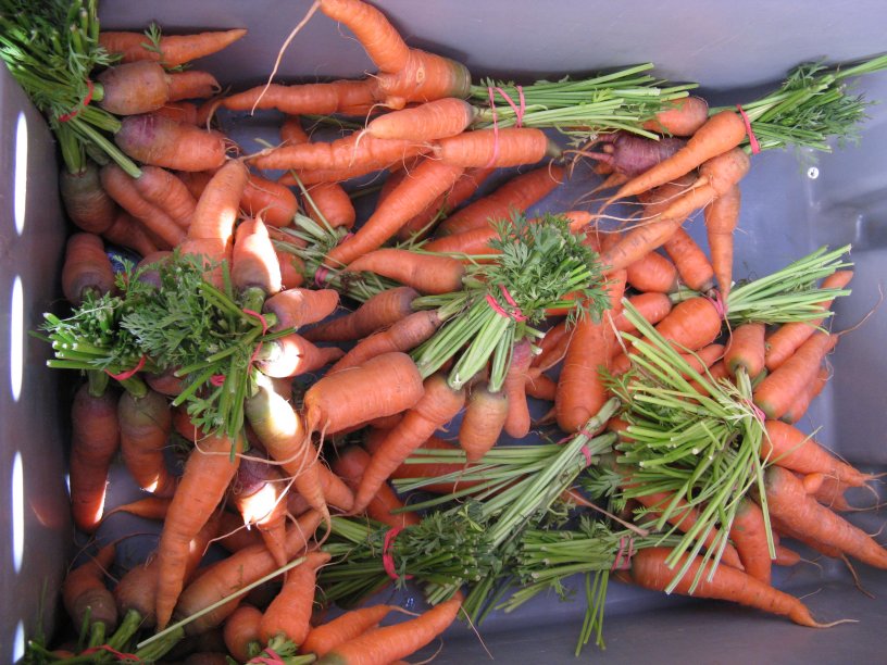 Haliburton Carrots July 2011