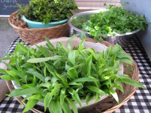 Haliburton Herbs July 2011