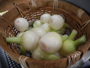 2011 Haliburton CSA Onions July20