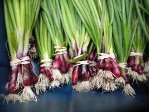 2011 Haliburton CSA Purple Green Onions July20