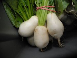 2011 Haliburton CSA Salad Turnips 20 July