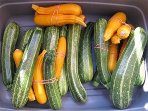 Haliburton Zucchini July 2011