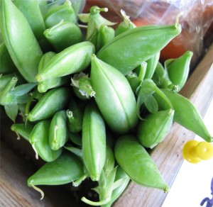 Haliburton Sugar Snap Peas July 2011
