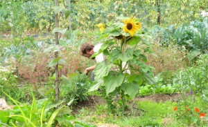 Farmer Mike Working August 2011