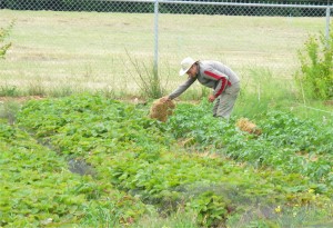 2011 Haliburton Farmer Nate Putting Straw on Potatoes July20