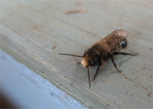 Mason bee (male)