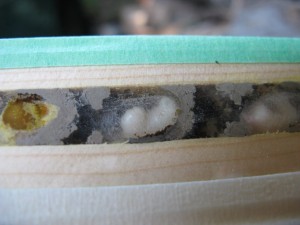 Mason bee egg & larvae