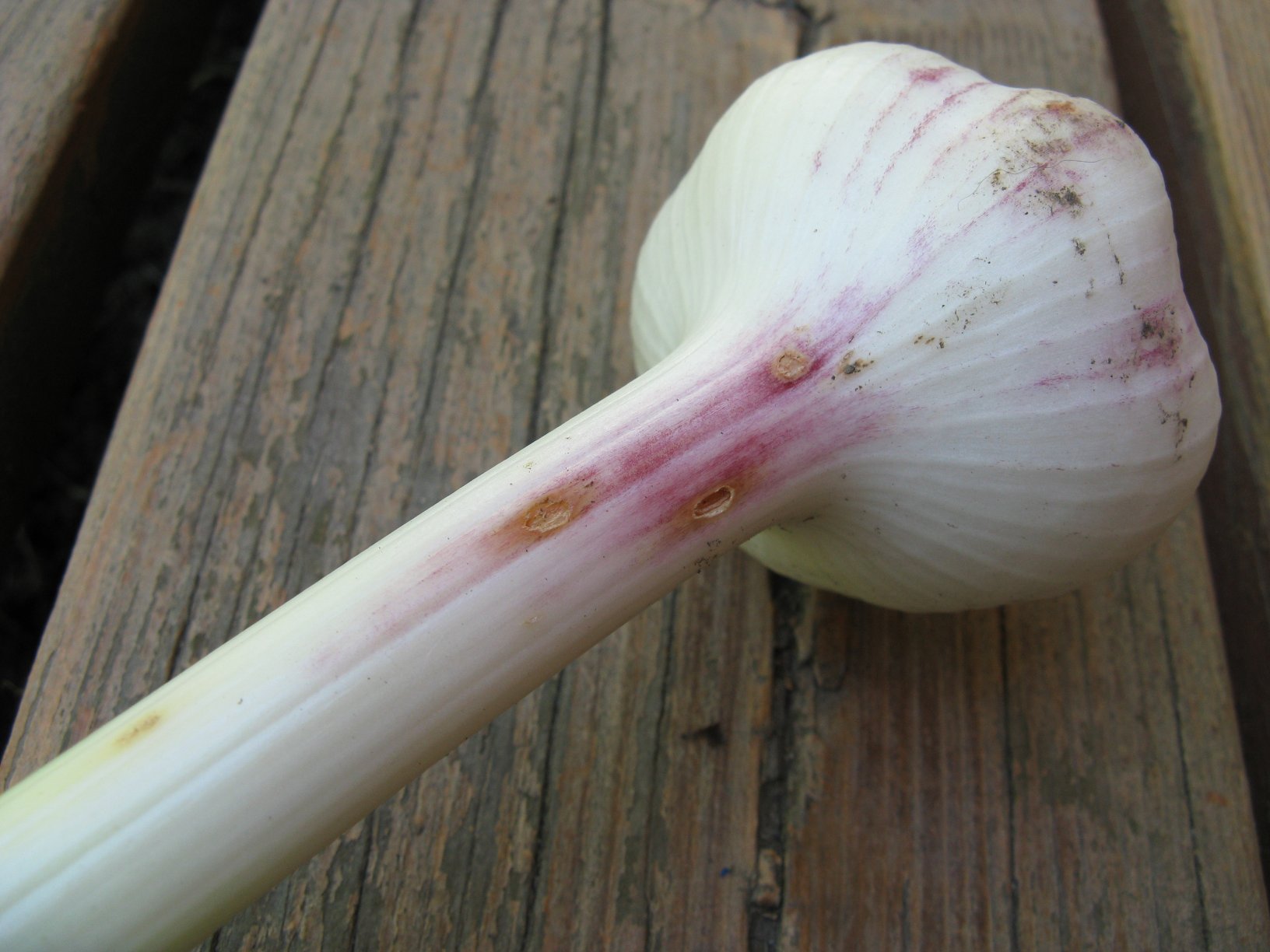 Garlic showing insect damage in bulb