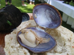 Spinnakers Varnish clam