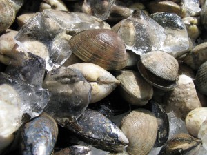 Clams from Spinnakers