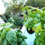 Tomato and basil plants growing aeroponically