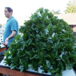Aeroponics pyramid planter growing lettuce
