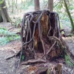 Tree roots covering a stump