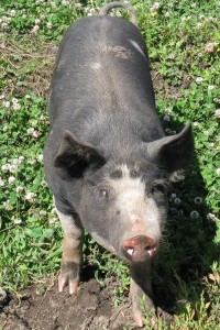 Berkshire Pig