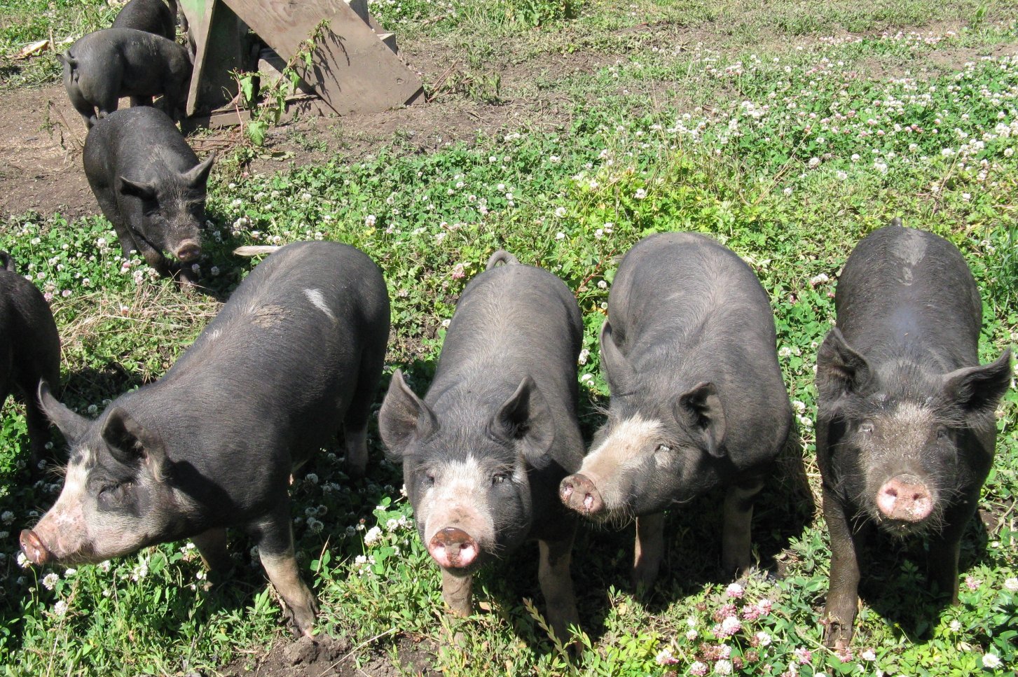 Berkshire pigs
